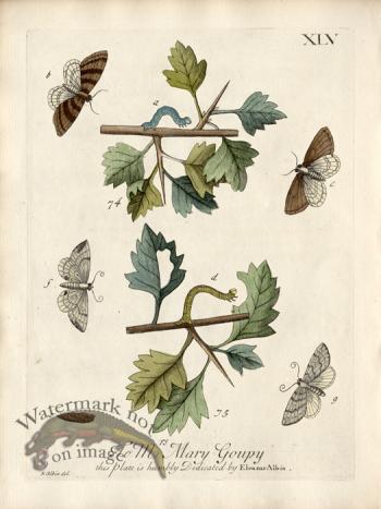 Albin Plate 45